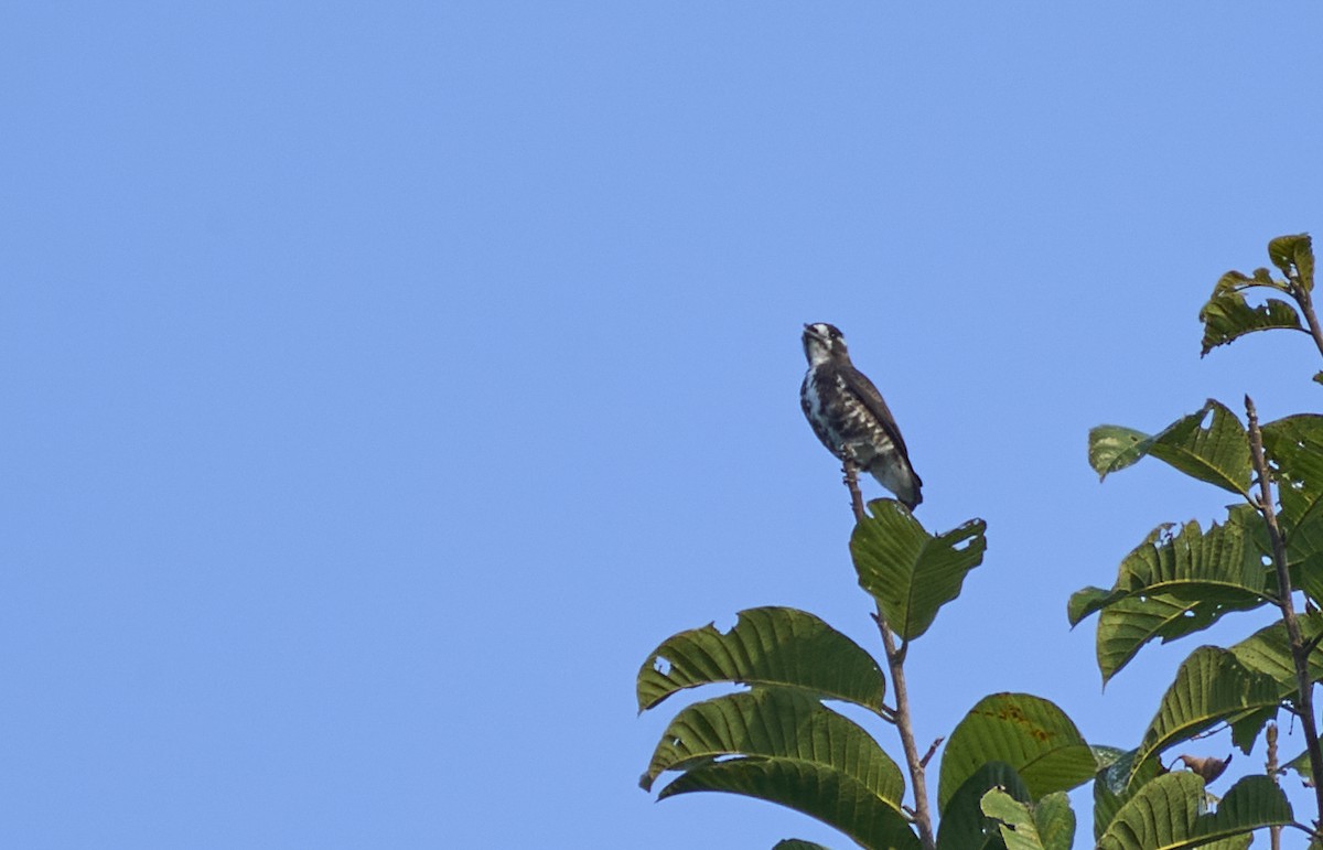 White-browed Purpletuft - ML637967308