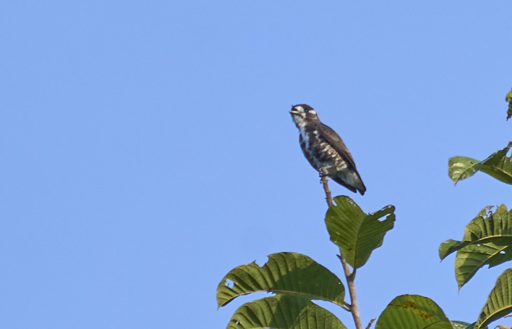 White-browed Purpletuft - ML637967309