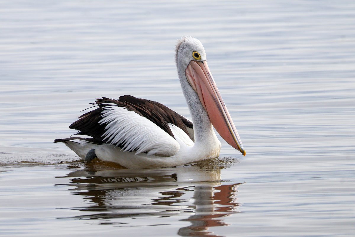 pelikán australský - ML637967342