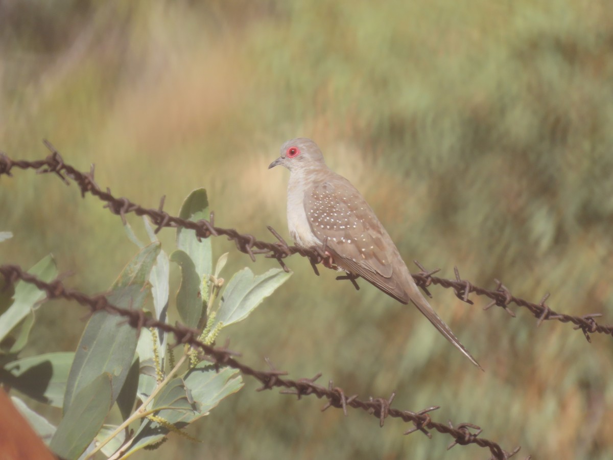 Diamond Dove - ML637967343