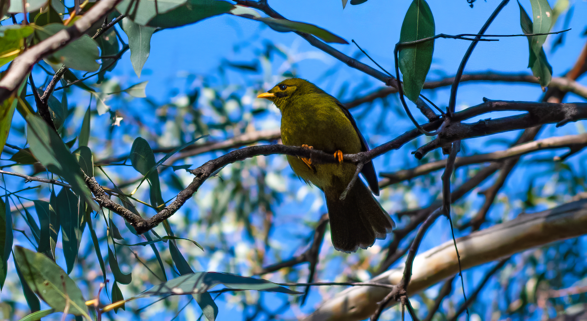 Bell Miner - ML637967384