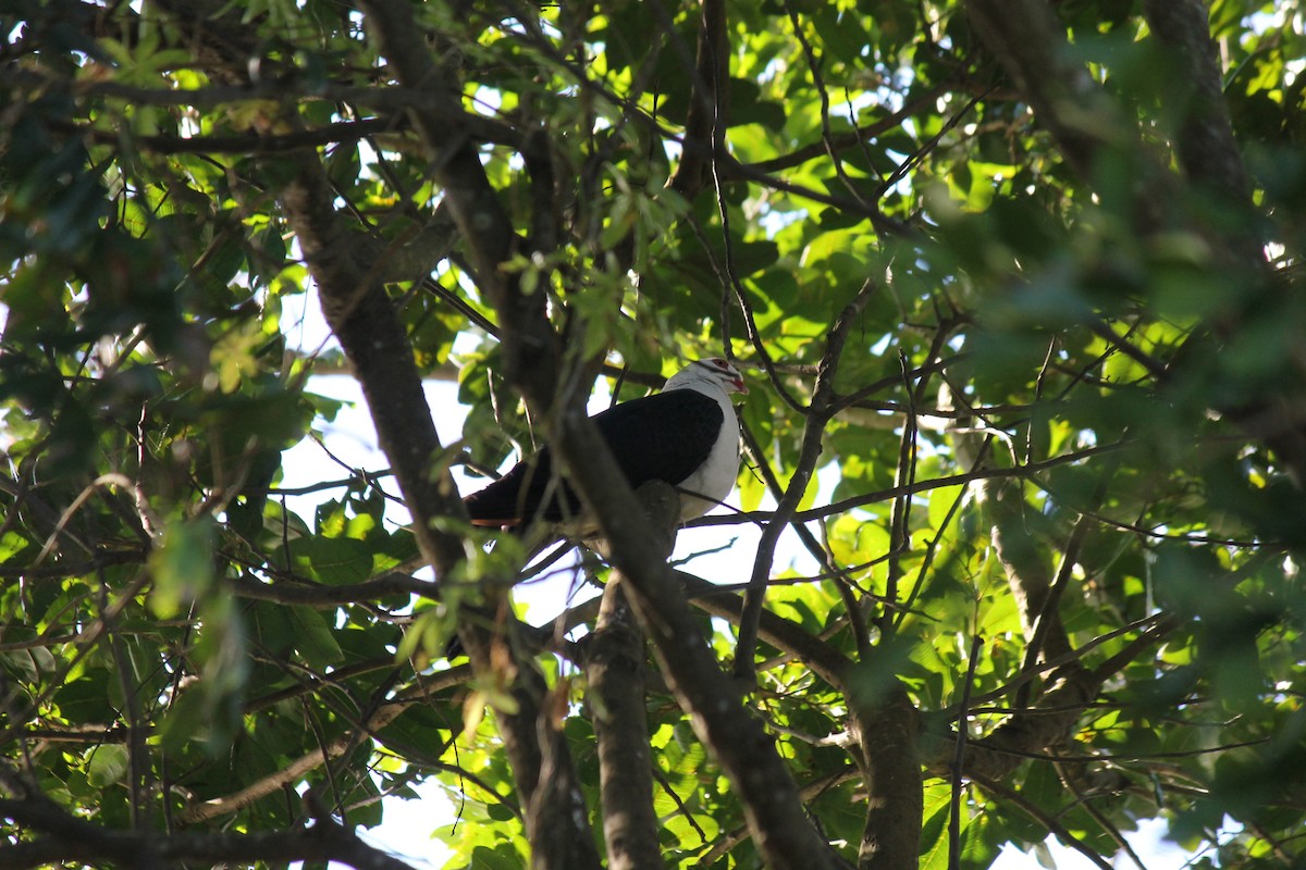 White-headed Pigeon - ML637967398