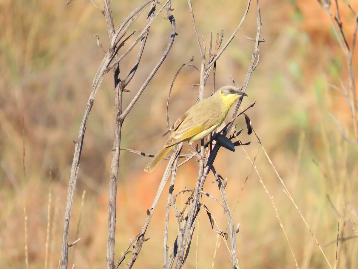 Gray-headed Honeyeater - ML637967402