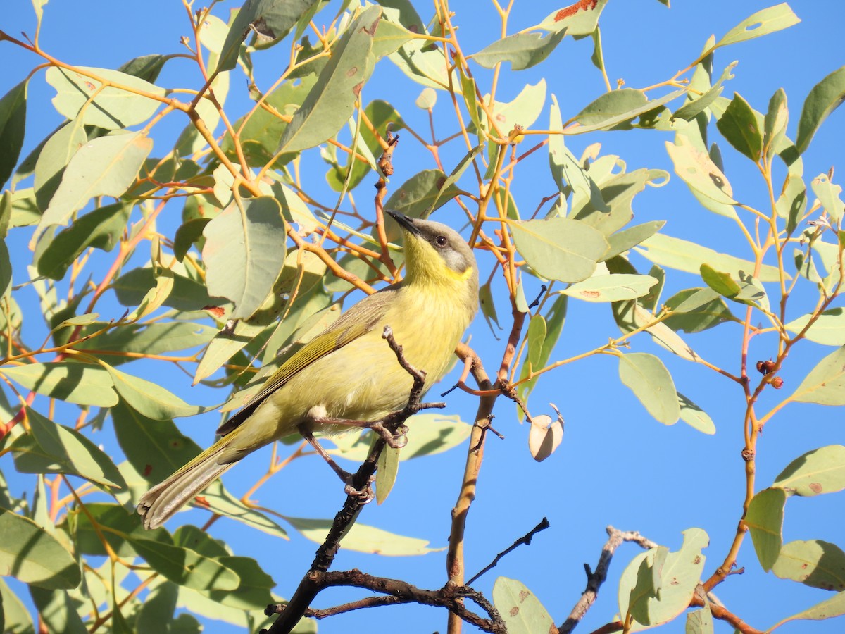Gray-headed Honeyeater - ML637967417
