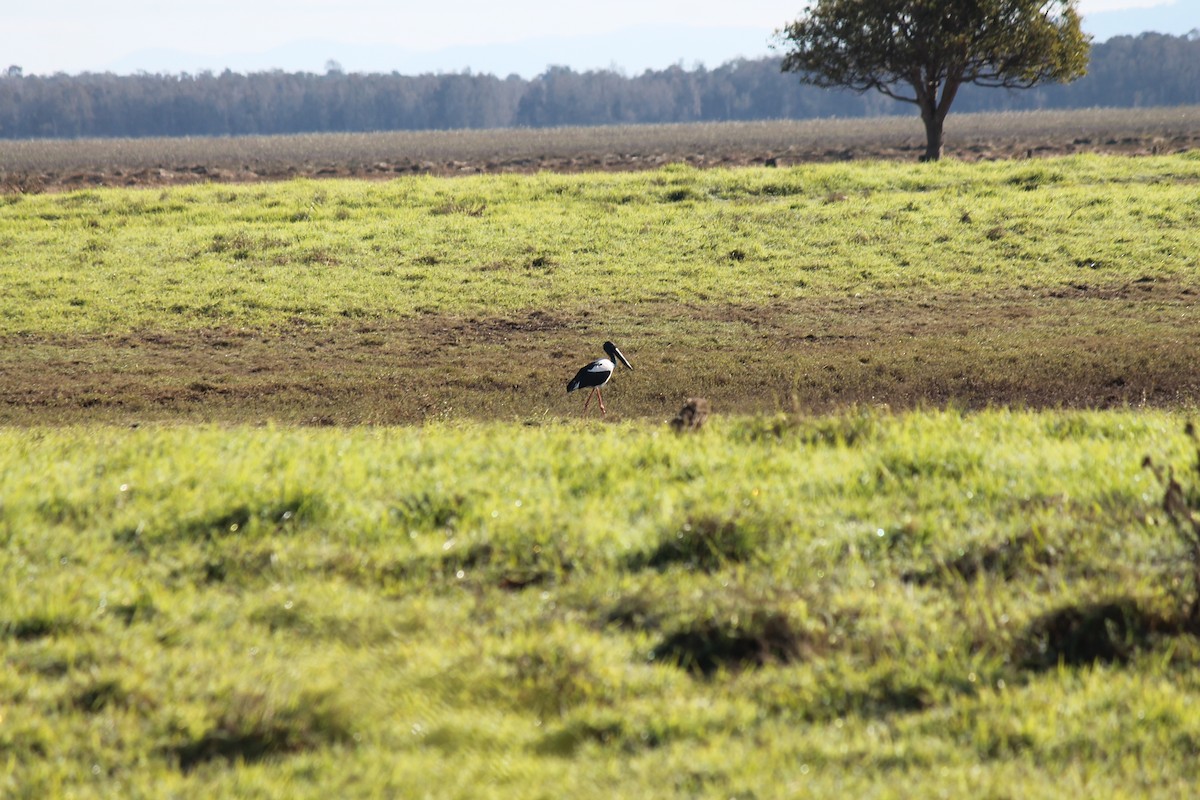 Black-necked Stork - ML637967418