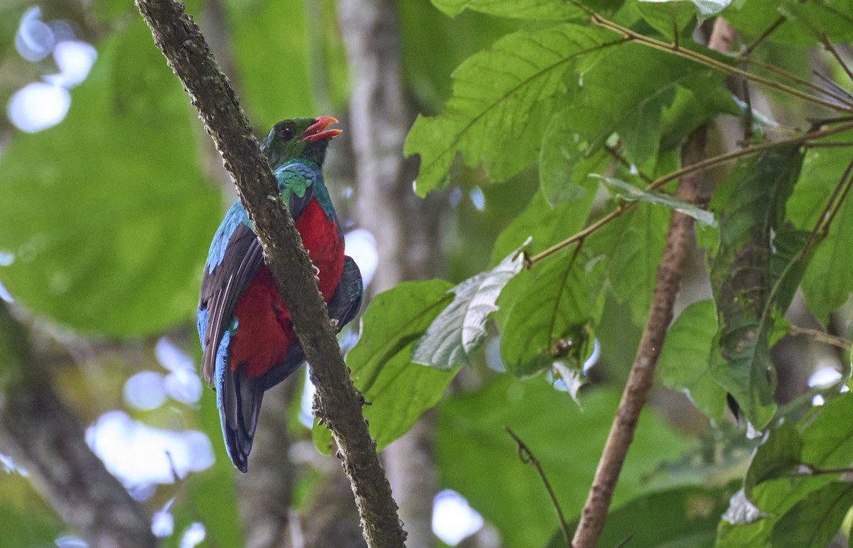 Pavonine Quetzal - ML637967459