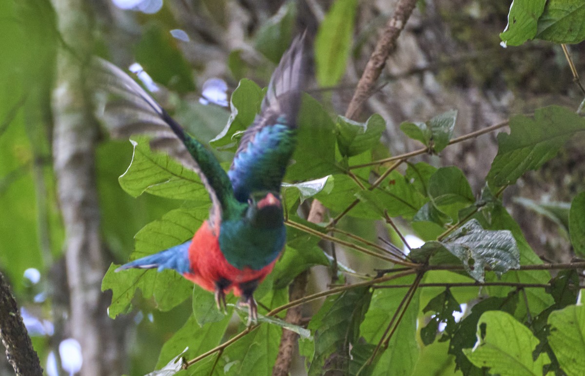 Pavonine Quetzal - ML637967460