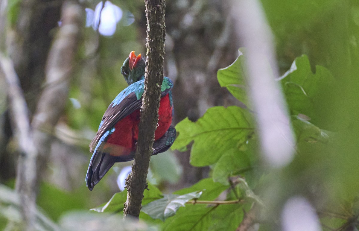 Pavonine Quetzal - ML637967461