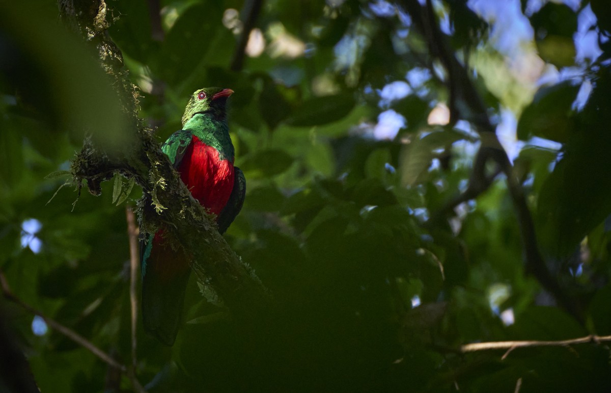 Pavonine Quetzal - ML637967462