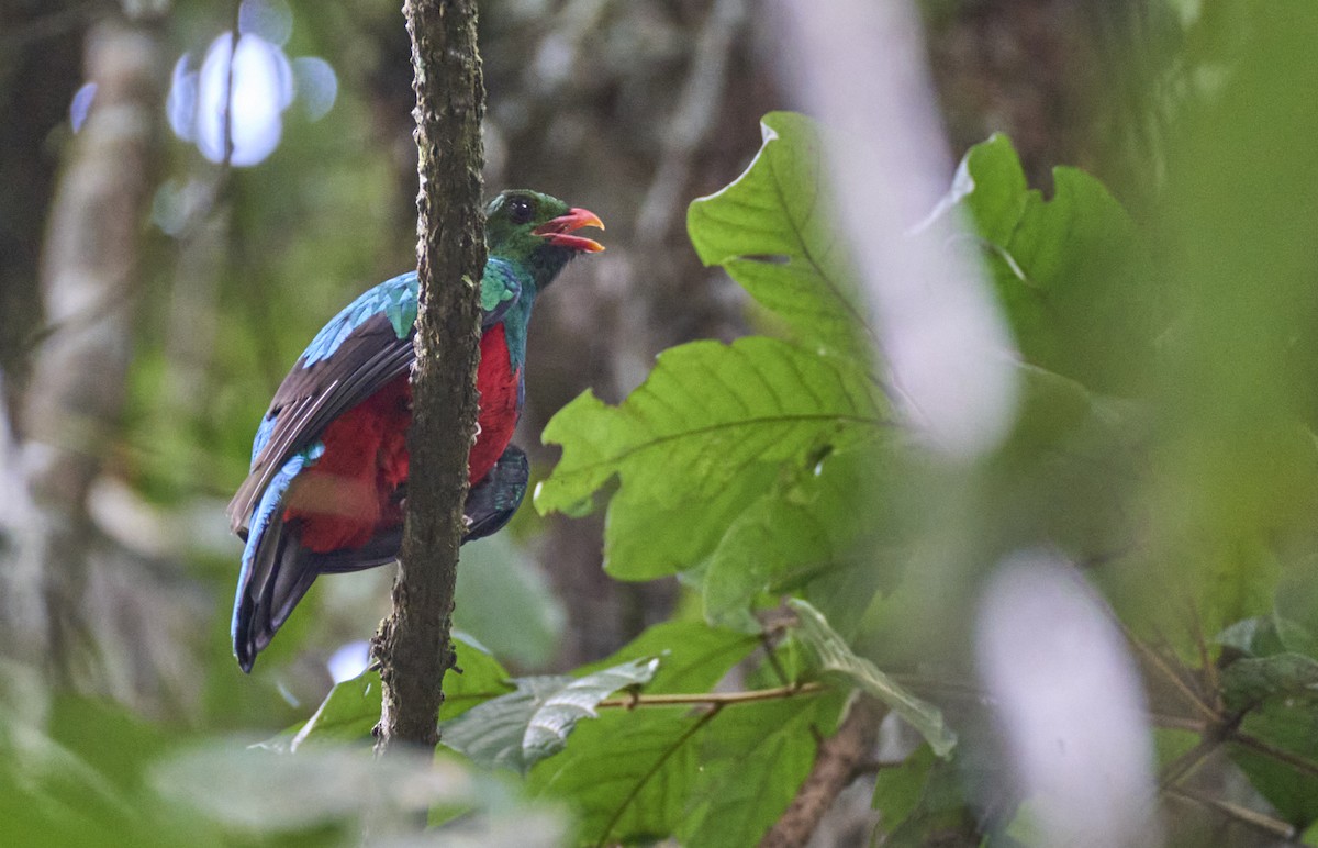 Pavonine Quetzal - ML637967463
