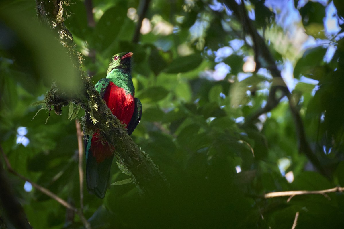 Pavonine Quetzal - ML637967464