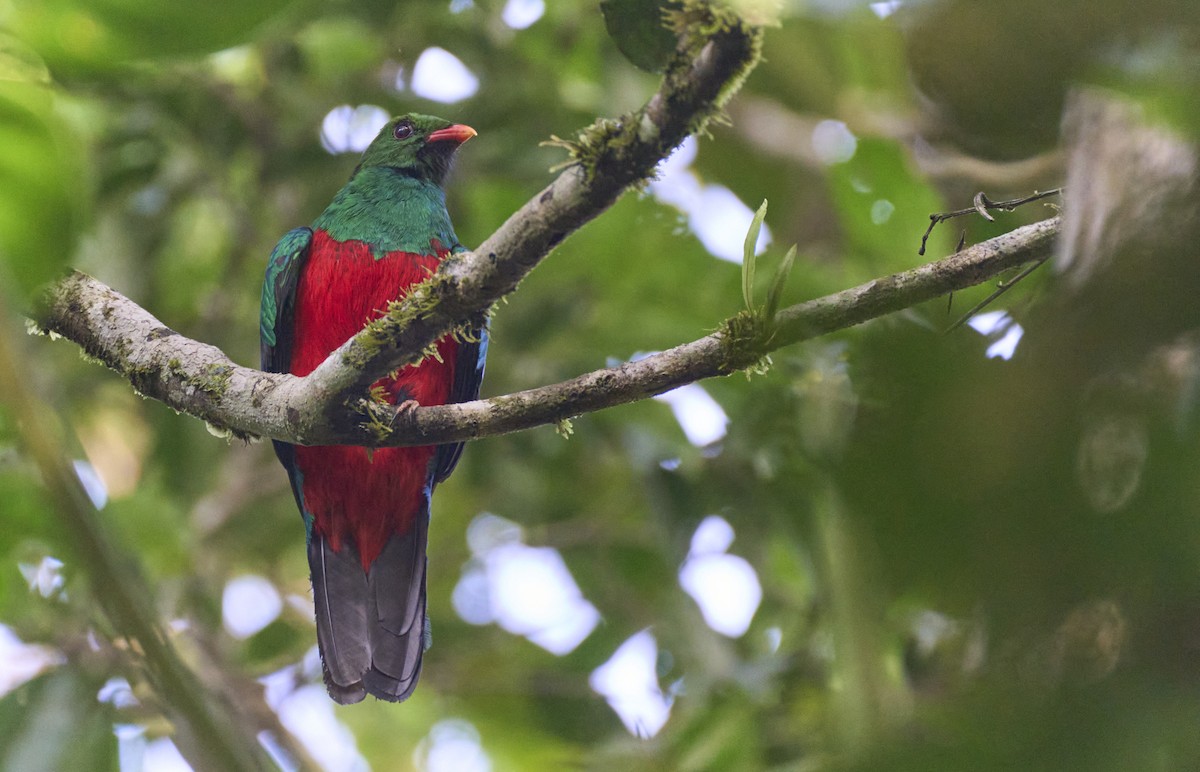 Pavonine Quetzal - ML637967465