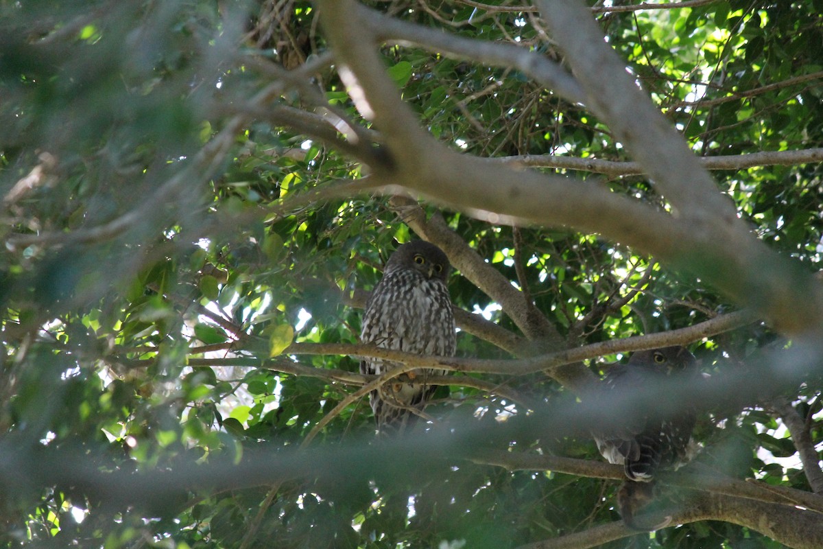Barking Owl - ML637967467