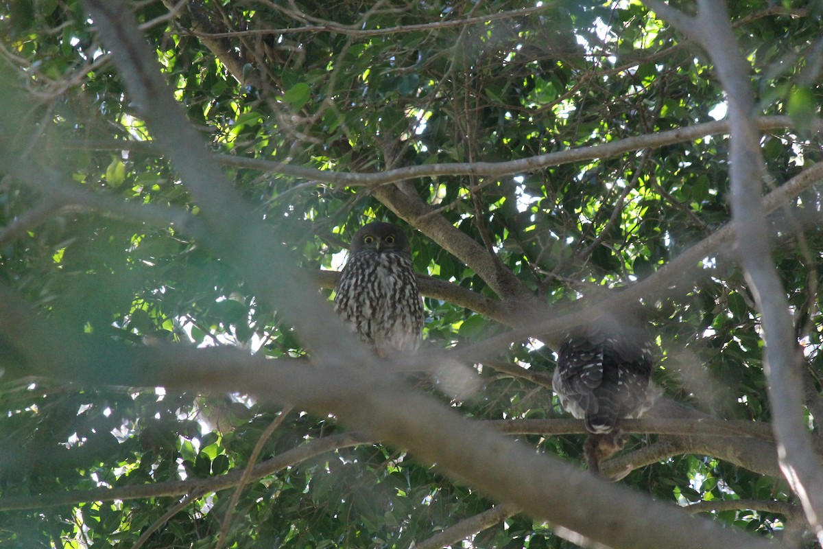 Barking Owl - ML637967468