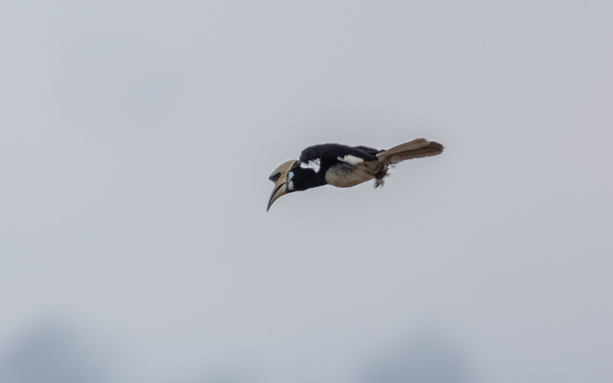 Oriental Pied-Hornbill - ML637967474