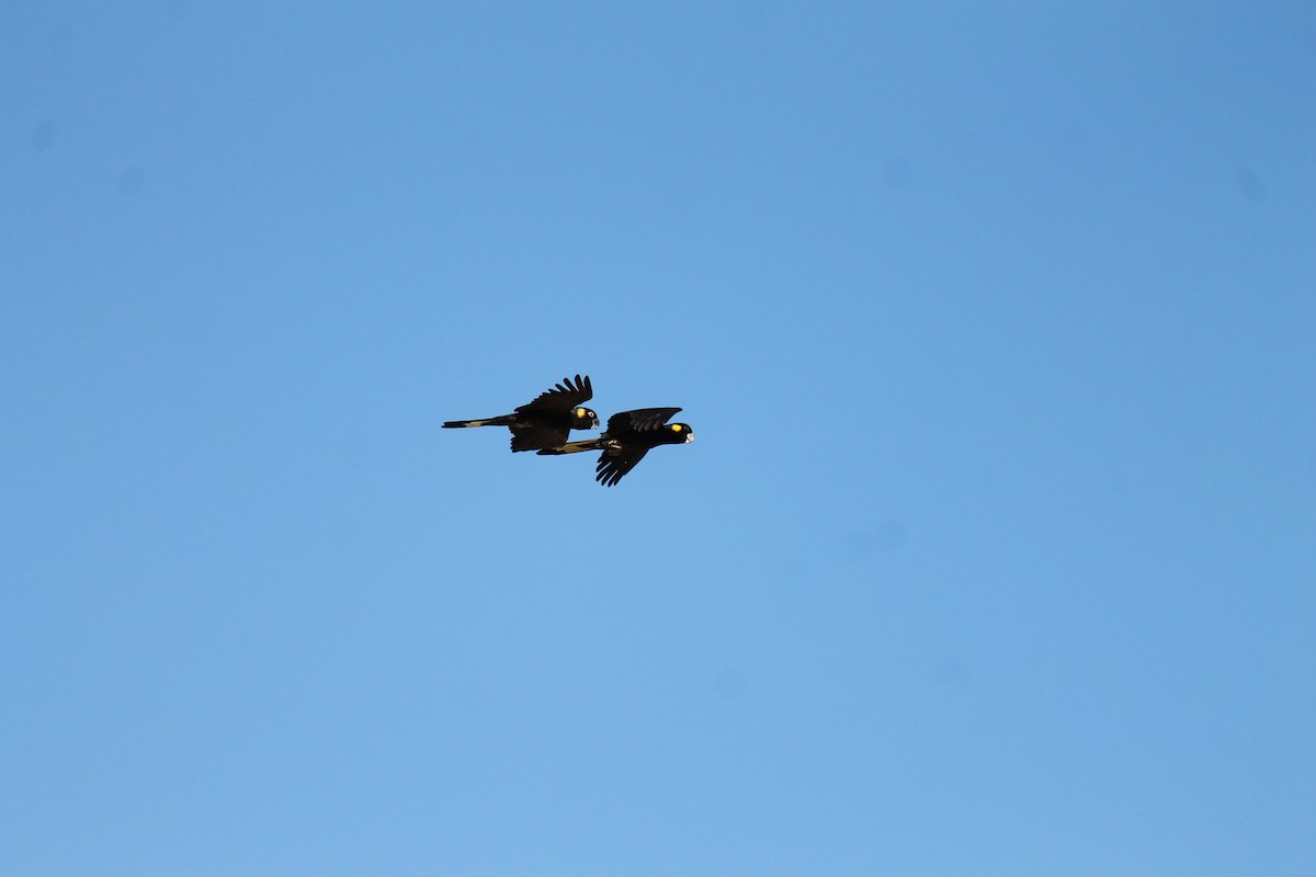 Yellow-tailed Black-Cockatoo - ML637967497
