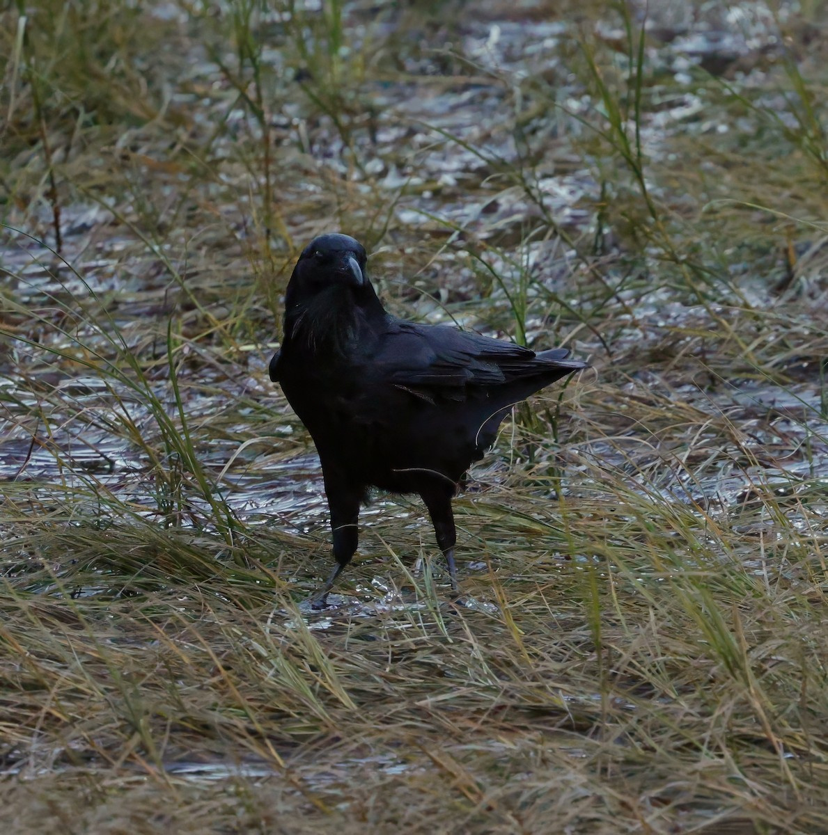 Australian Raven - ML637967503
