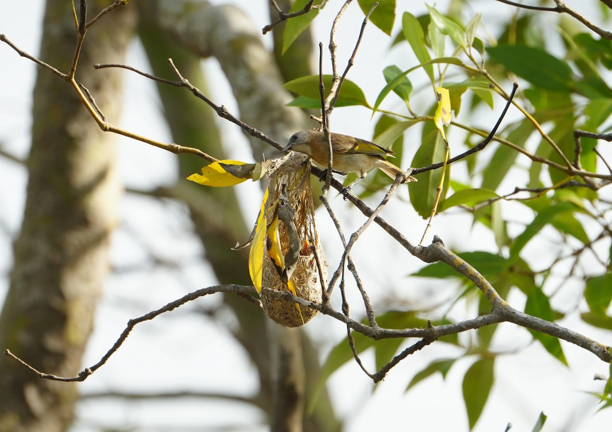Rufous-banded Honeyeater - ML637967504