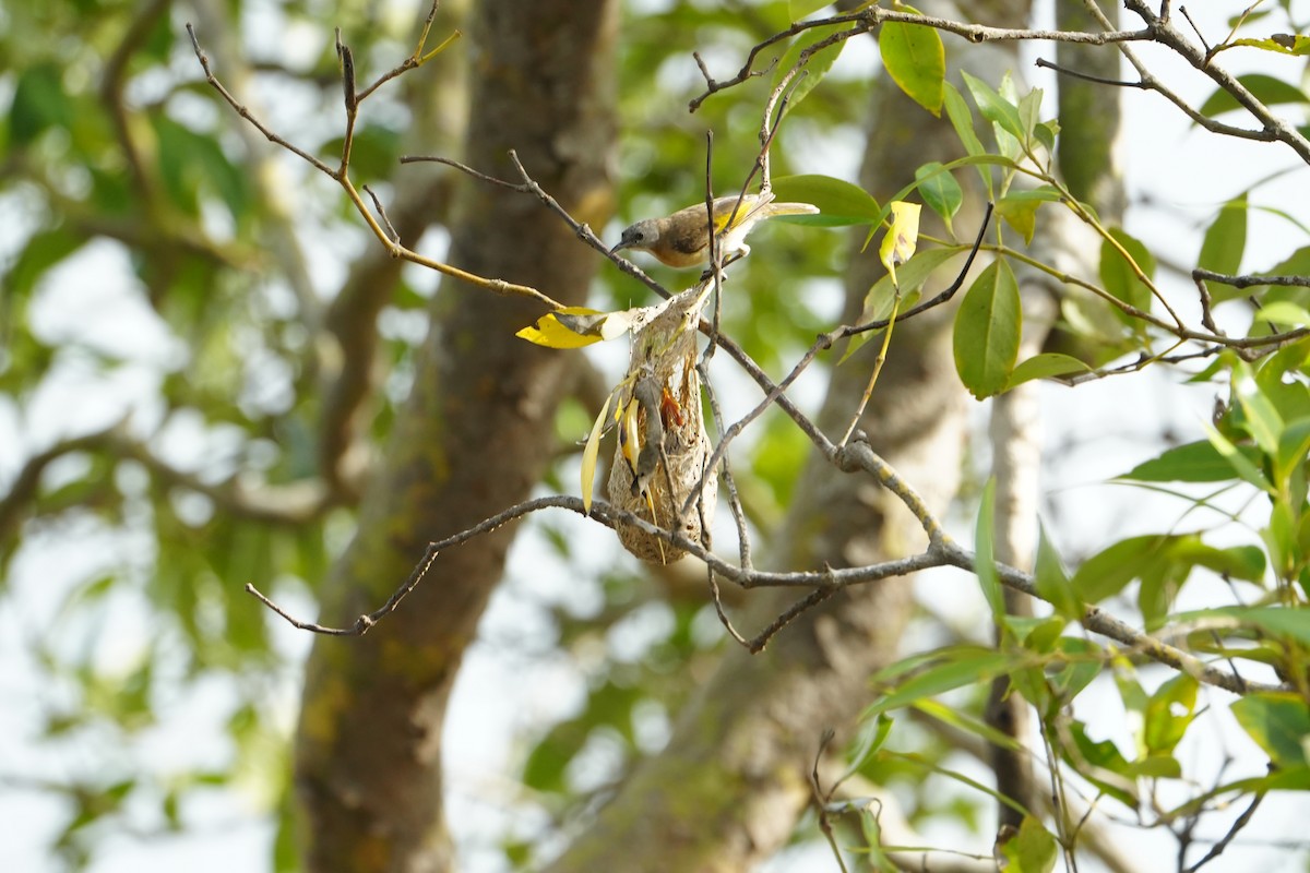 Rufous-banded Honeyeater - ML637967505
