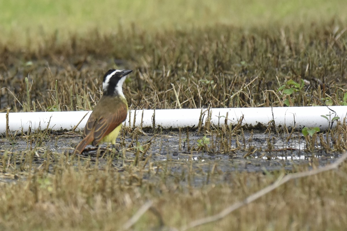 Great Kiskadee - ML637967512
