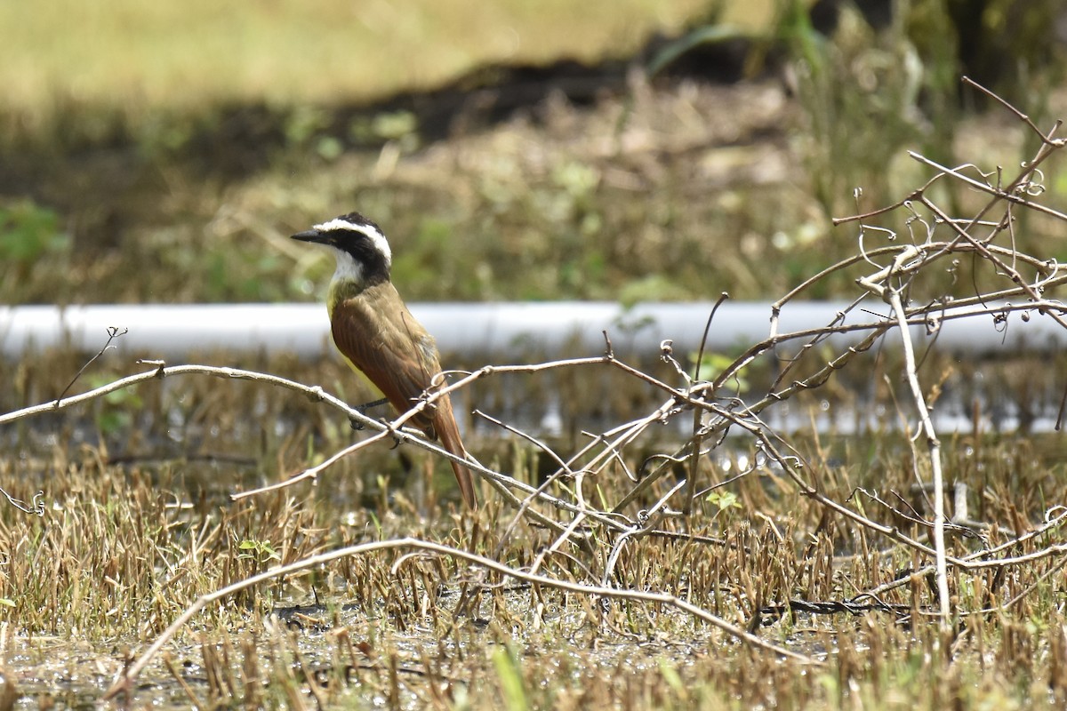 Great Kiskadee - ML637967513