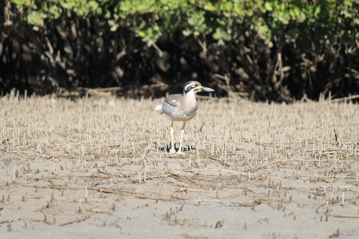 Beach Thick-knee - ML637967518