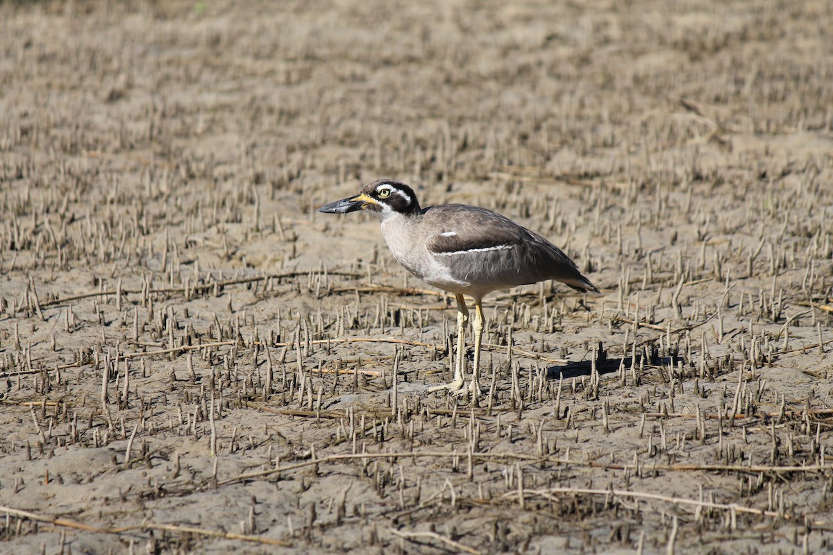 Beach Thick-knee - ML637967519
