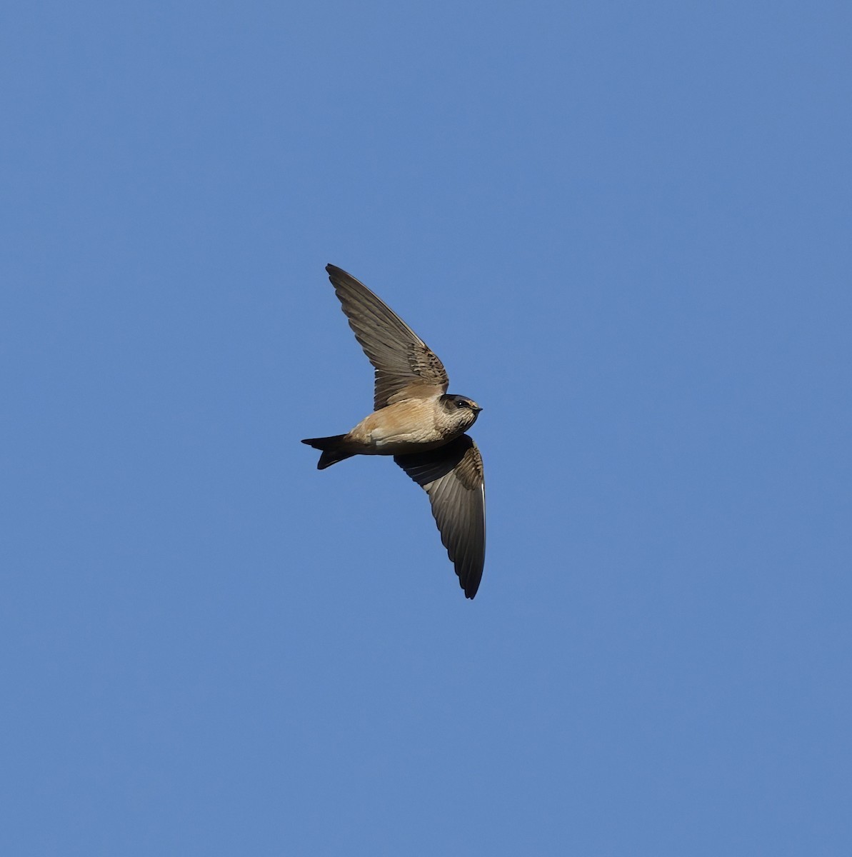 Tree Martin - ML637967521
