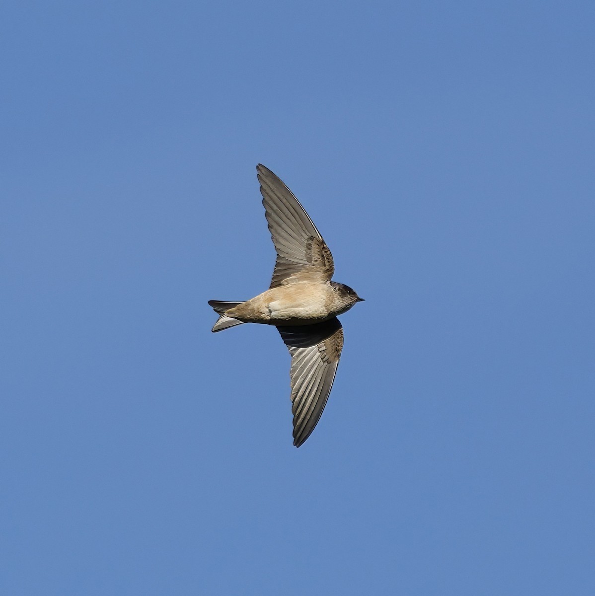 Tree Martin - ML637967522