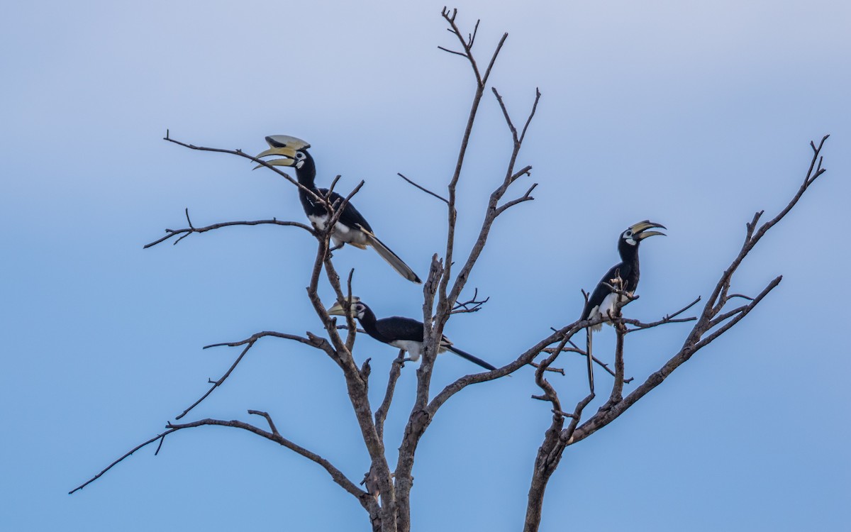 Oriental Pied-Hornbill - ML637967529
