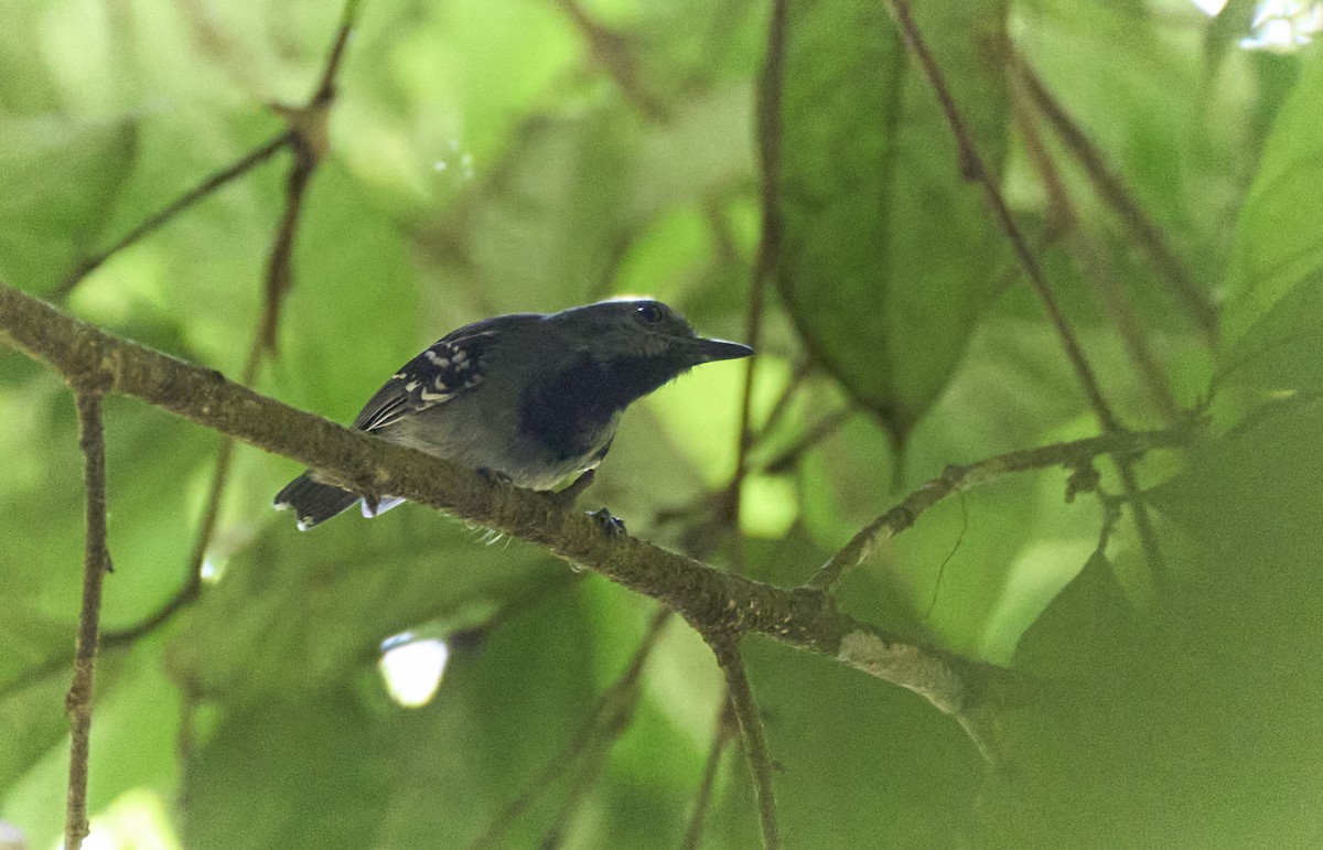 Long-winged Antwren - ML637967533