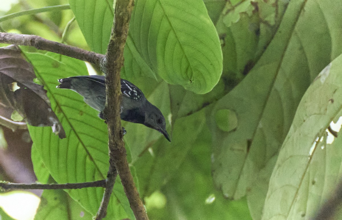Long-winged Antwren - ML637967534