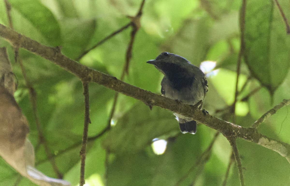 Long-winged Antwren - ML637967535