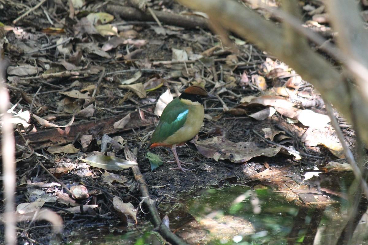 Noisy Pitta - ML637967538