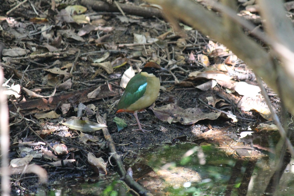 Noisy Pitta - ML637967539