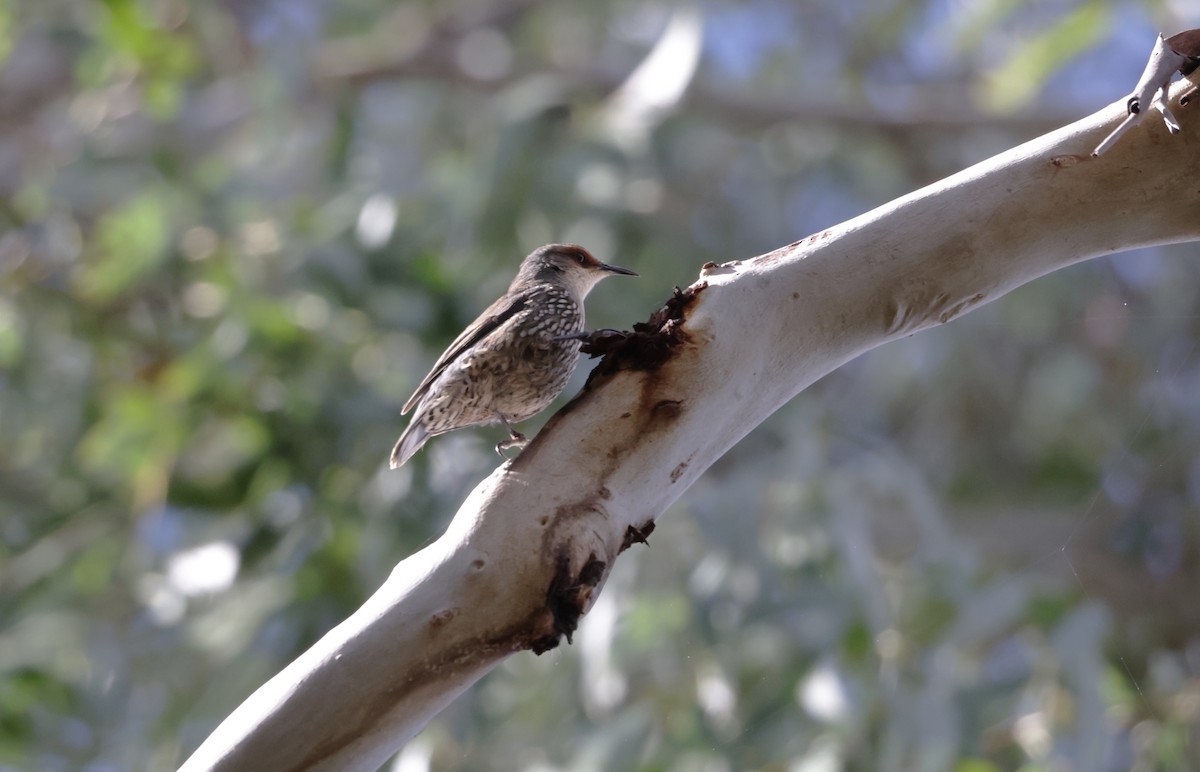 Red-browed Treecreeper - ML637967556