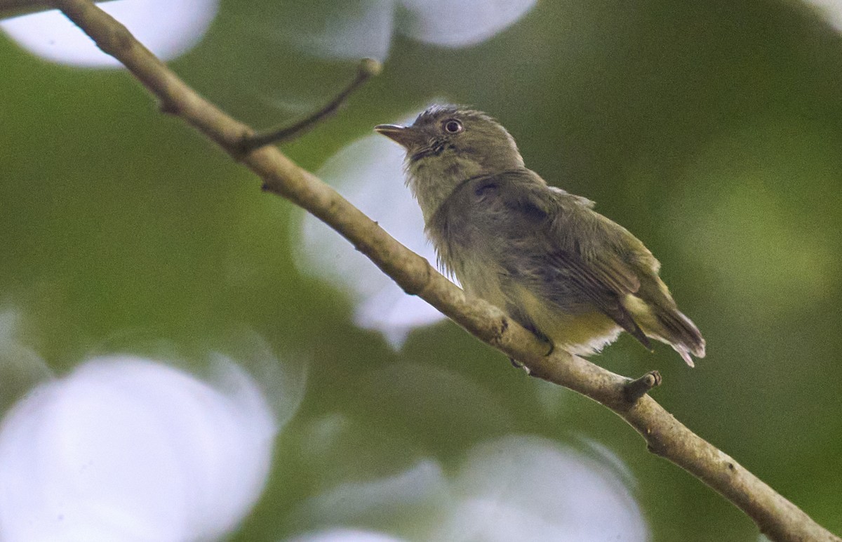 Dwarf Tyrant-Manakin - ML637967558
