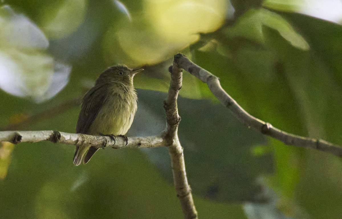 Dwarf Tyrant-Manakin - ML637967559