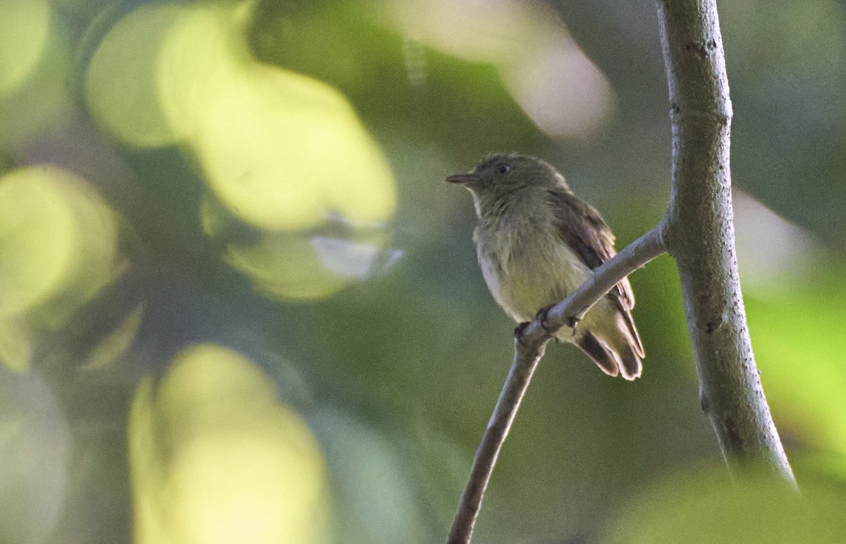 Dwarf Tyrant-Manakin - ML637967560