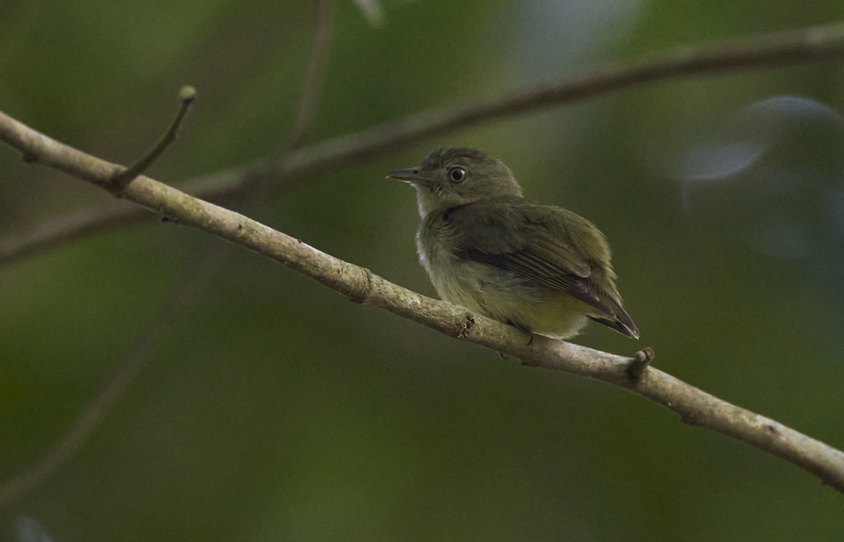Dwarf Tyrant-Manakin - ML637967561