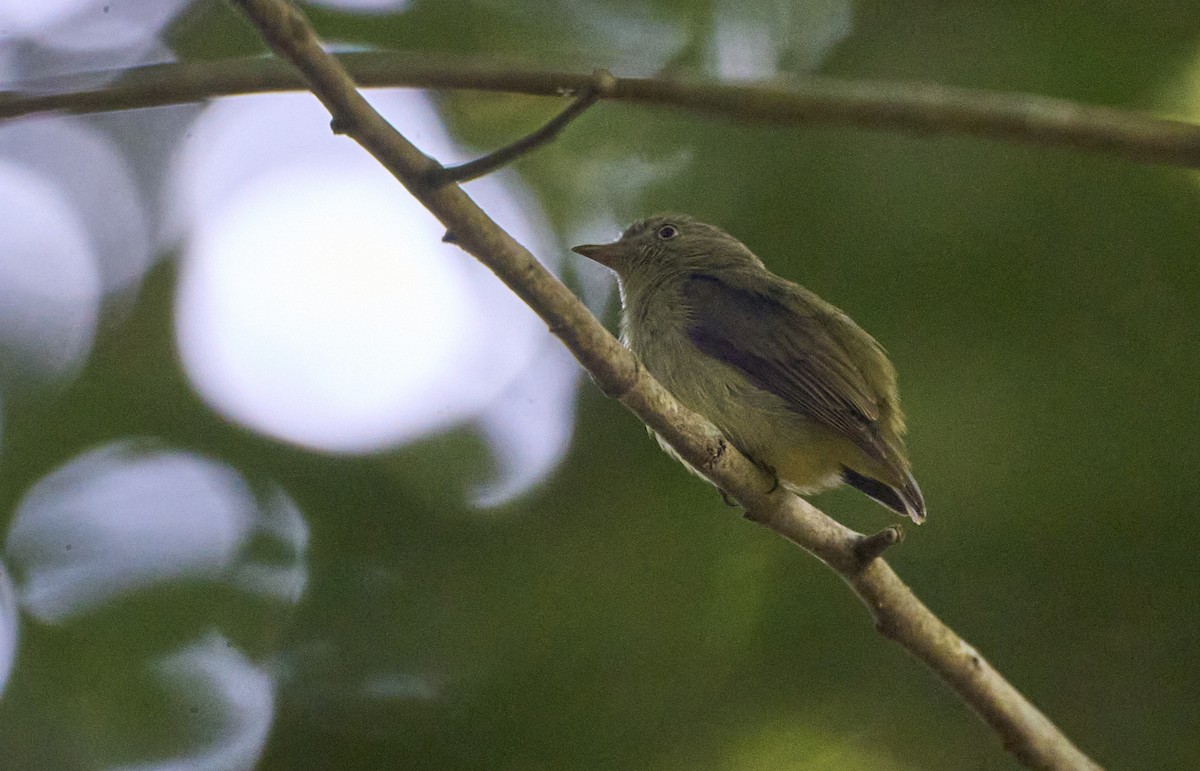Dwarf Tyrant-Manakin - ML637967563