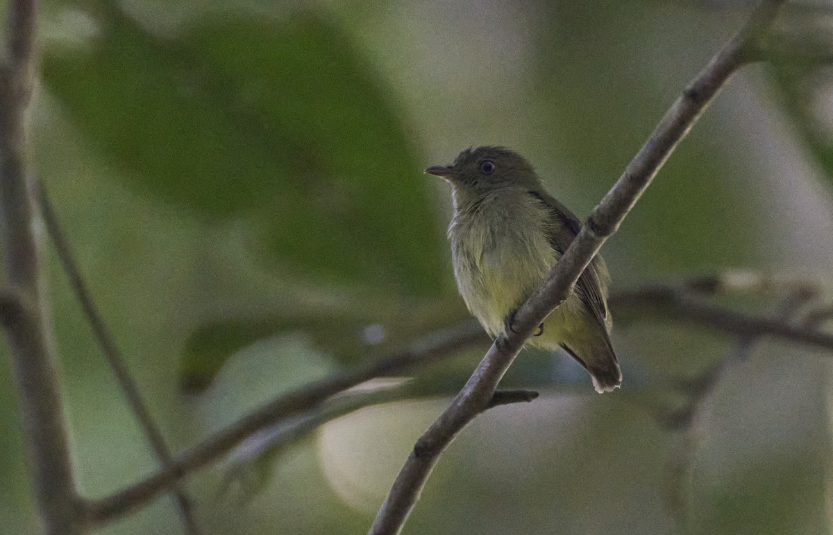 Dwarf Tyrant-Manakin - ML637967565