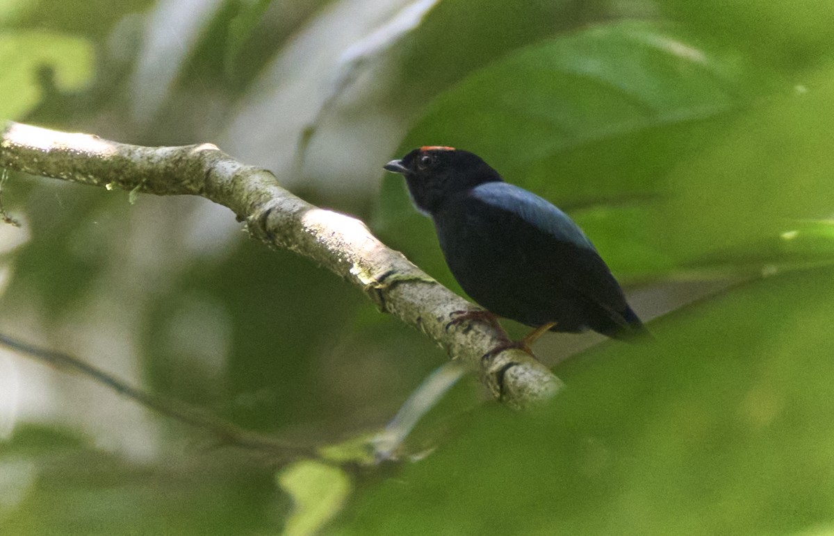 Blue-backed Manakin - ML637967580