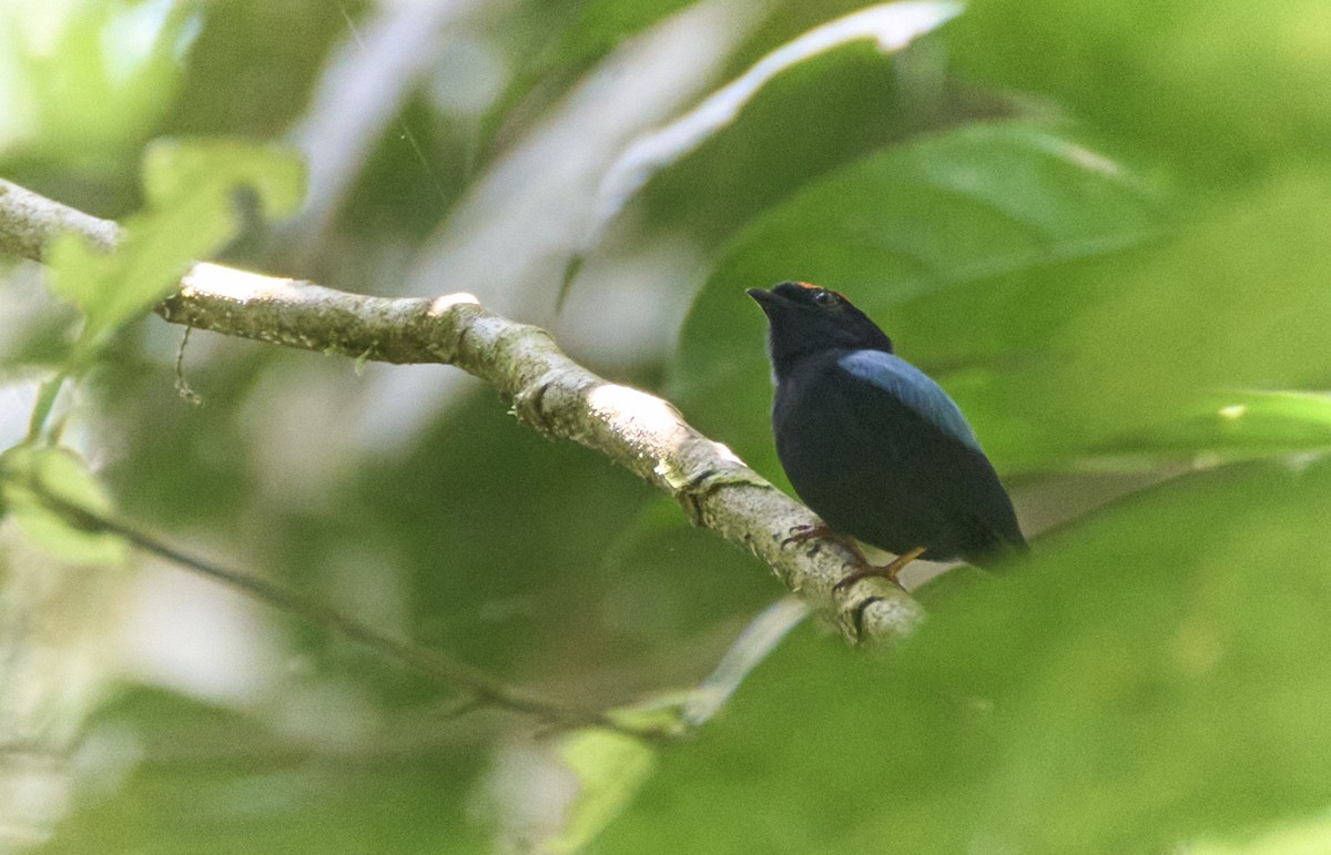 Blue-backed Manakin - ML637967581