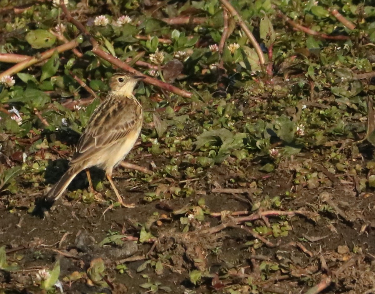 Yellowish Pipit - ML637967582