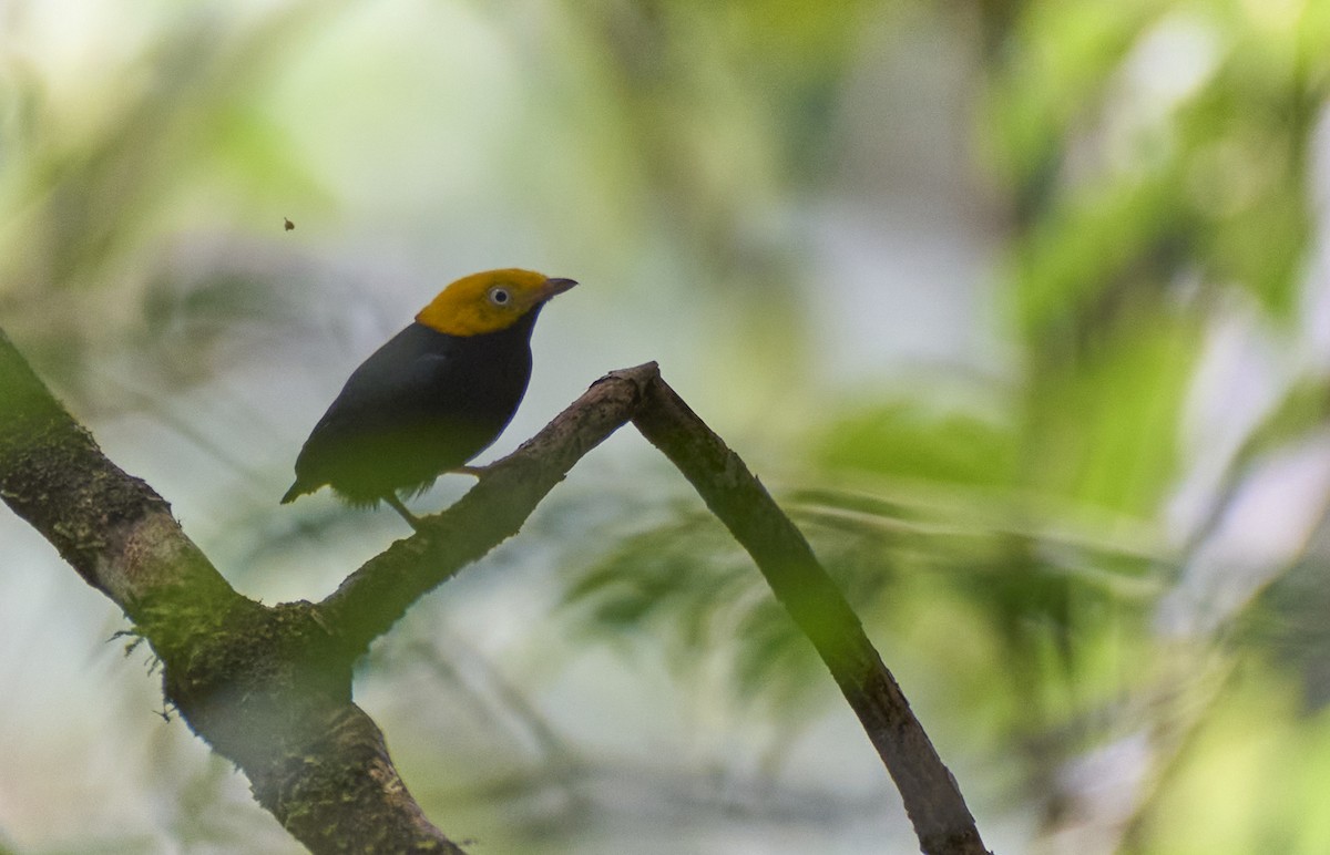Golden-headed Manakin - ML637967587