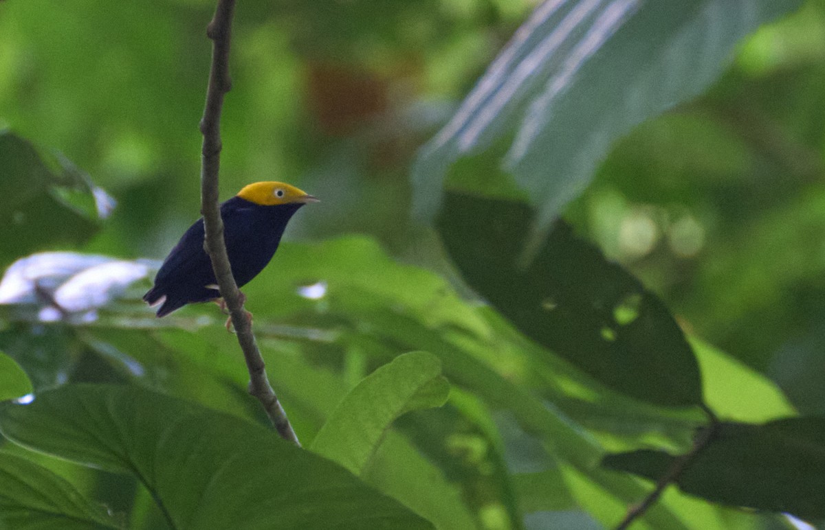 Golden-headed Manakin - ML637967588