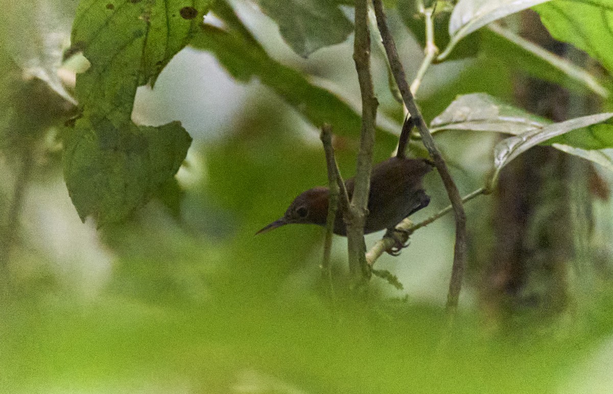 Tawny-faced Gnatwren - ML637967595