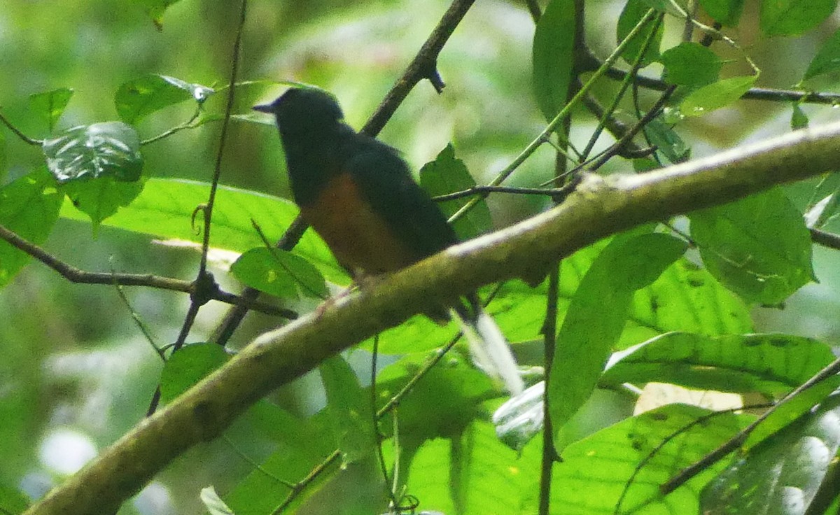 White-rumped Shama - ML637967600