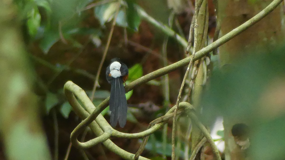 White-rumped Shama - ML637967601